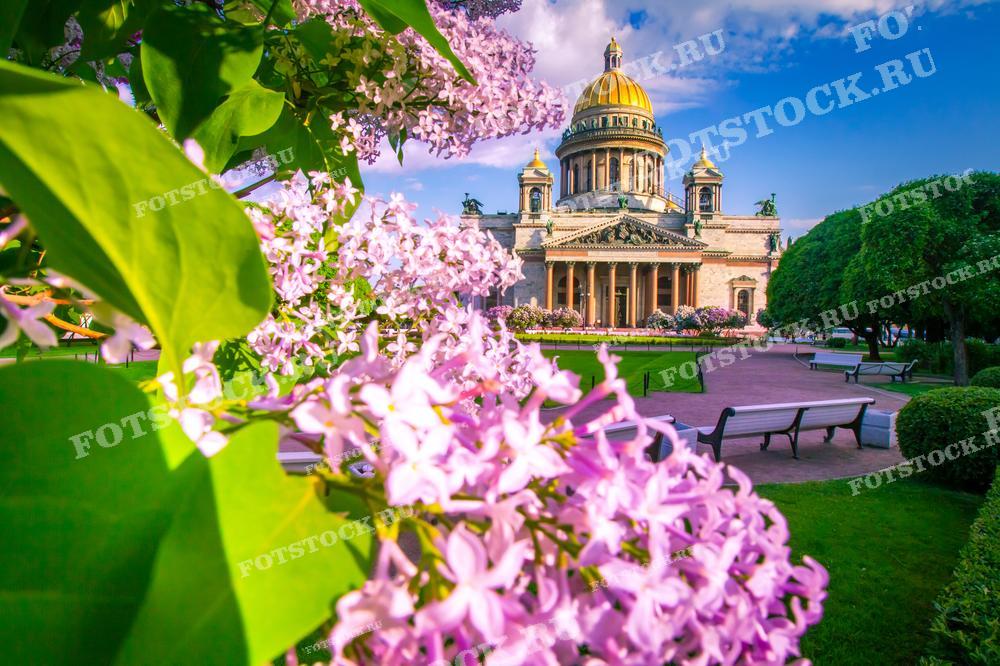 На фотографии изображен Исаакиевский собор в Санкт-Петербурге, окруженный цветущей сиренью и зелеными деревьями. Весенний день с ясным голубым небом подчеркивает красоту архитектуры и живописность парка вокруг собора. Цветы и зеленая листва создают яркий и радостный пейзаж.